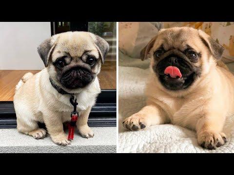 AWW SOO Cute and Funny Pug Puppies - Funniest Pug Ever #19 #Video