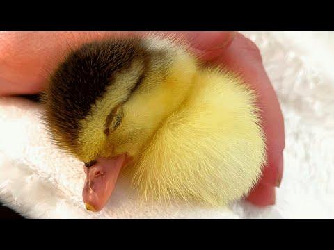 This duck's mama didn't want her. So a human adopted her.  #Video