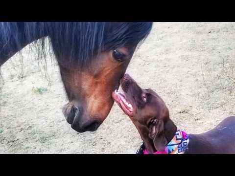 Dog Rushes to Greet Her Horse Best Friend Daily, and It's Adorable! #Video