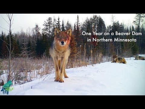 One year on a beaver pond in northern Minnesota #Video