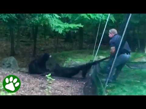 Hero Detective Saves Bear Cub in Danger #Video