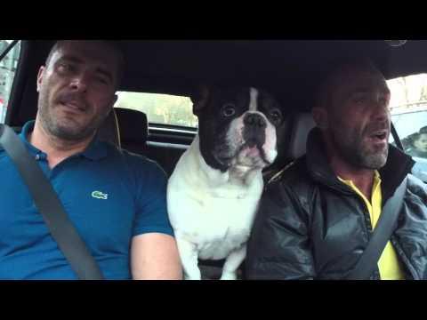 Junior The French Bulldog - Because Of You