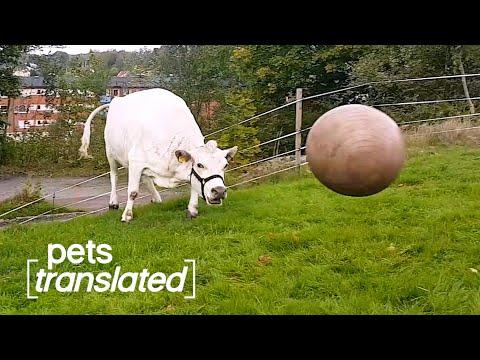 Game Day | Pets Translated Video