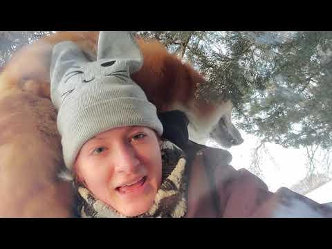 Foxes greeting me with hehehe's #Video