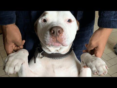 Family dumped this dog because they didn't want him anymore #Video