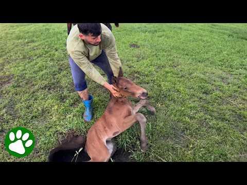 Mother Horse Begs Man to Rescue Her Baby #Video