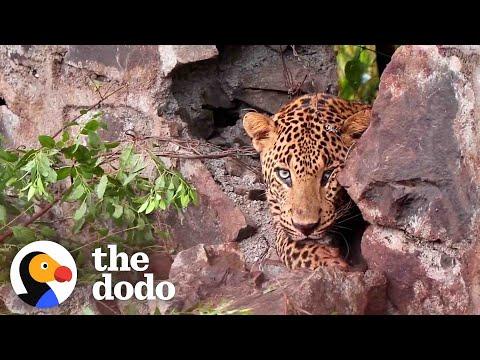 Pretty Leopard Gets Stuck In Tight Spot #Video
