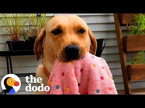 Dog Won't Drop Her Blanket For ANY Reason #Video