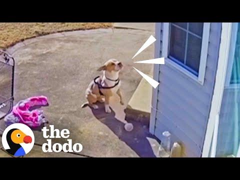 Stray Pittie Cries Outside Their Door To Be Let In From The Cold #Video