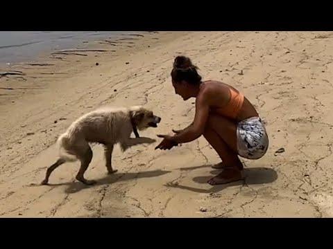 Dog's heartwarming response to rescue #Video