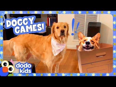 Gamer Pups Solve Mazes And Play Hide-And-Seek! | Dodo Kids | Animal Videos