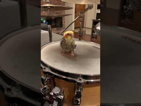 My Cockatiel’s First Drum Lesson #Video