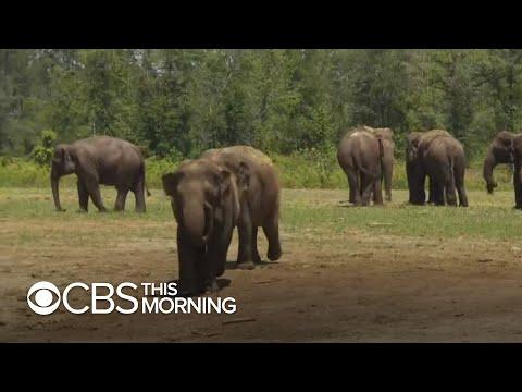 Former circus elephants get spacious new home in Florida #Video