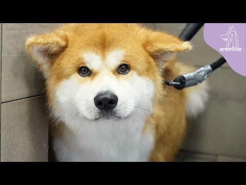 I Can't Even Touch This Japanese Akita Inu #Video
