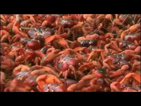 The Amazing Red Crab Of Christmas Island