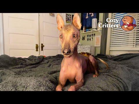 The Dog Nobody Could Understand #Video