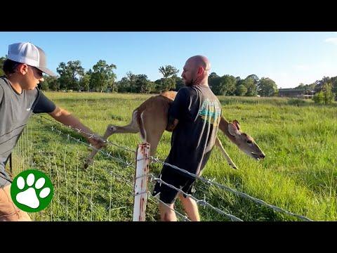 Texan Men Save Beautiful Doe #Video