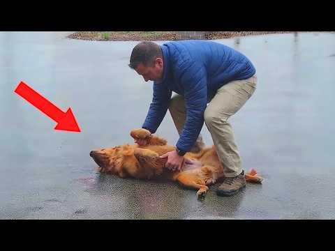 When Dogs Are Being OVERDRAMATIC With Their Humans! #Video