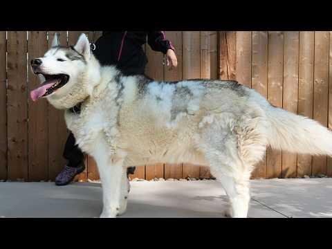 One Of The Most Challenging Husky Grooms of My Career #Video