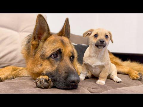 German Shepherd Confused by new Puppy #Video