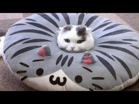 Cute Cats Doing Funny Things Compilation