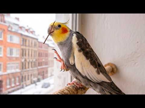 This Parrot Refused To Be Touched What He Did Instead Left Her In Tears #Video