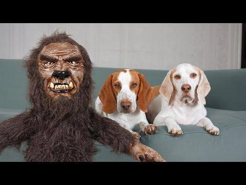 Dogs Rescue Baby Werewolf: Funny Halloween Dogs Maymo & Potpie