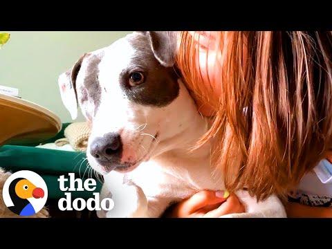Completely Shut-Down Pittie Transforms Into The Happiest Hippo #Video