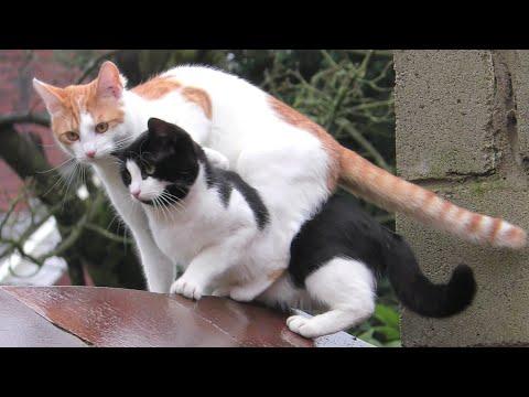 Synchronized Cats | You Have To See It To Believe It #Video