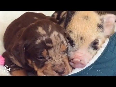 Abandoned Pig's New Best Friend Is A Puppy