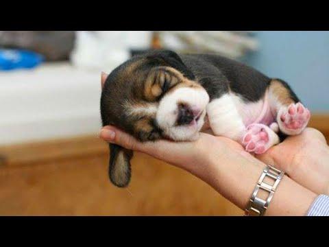 Funny And SOO Cute Beagle Puppies Video Compilation #03 - Cutest Beagle Puppy