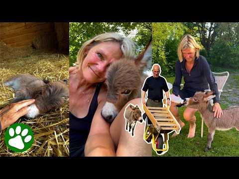 Tiny Donkey Rejected at Birth Finds a New Family #Video