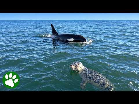 Terrified Baby Seal Jumps Onto Boat to Escape Orcas #Video