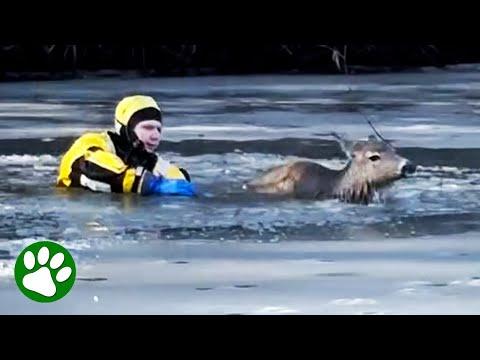 Firefighter jumps into freezing water to save deer #Video
