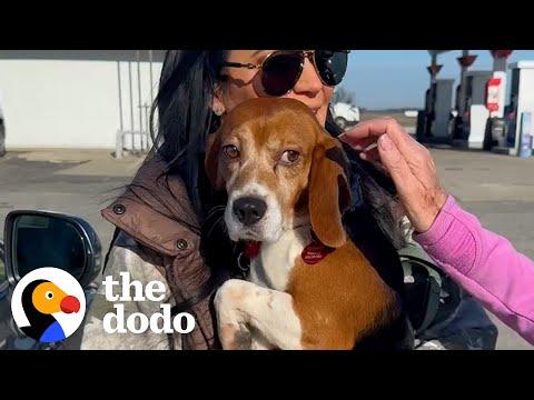 Beagle Rescued From Lab Barks For The First Time #Video
