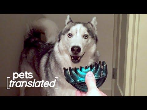 Gadget Inspectors Video | Pets Translated