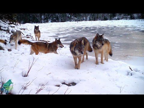 Wolf pack crossing the ice in the Northwoods #Video