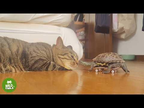 Nobody Expected A Tiny Turtle To Love A Cat — Now She Follows Her On A Skateboard! #Video
