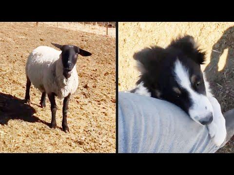 First Day on the Job | Your Daily Dose Of Pets #Video
