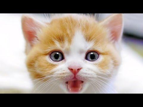 Meowing Cat Videos – Meow Cat Video – Happy Kitten & Cat Meowing – Cats Meow Kittens Meowing