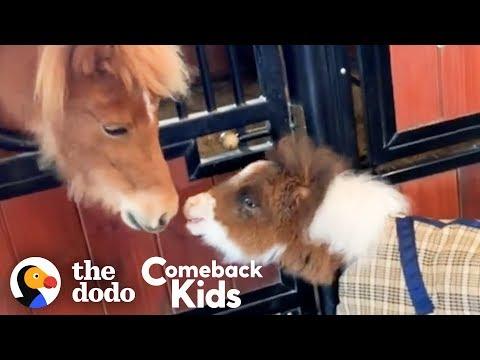 Fuzzy Little Dwarf Horse Is Smaller Than A Golden Retriever | The Dodo Comeback Kids
