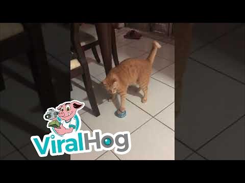 Hungry Kitty Drags Cat Food Tin to His Bowl Video