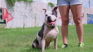Waiting for a Forever Home: Mr. McGee | Pit Bulls & Parolees