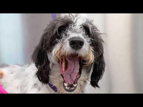 Ella the Dalmatian Diva: A Spot-On Transformation #Video