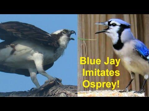 Blue Jay Mimics Osprey Whistle Calls