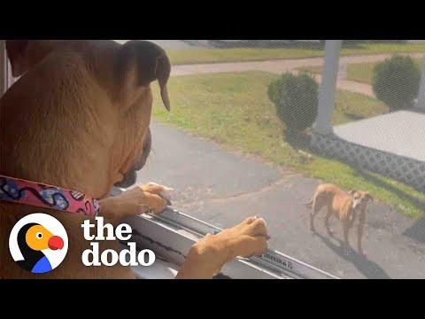 Lovable Pittie Puppy Befriends An Aggressive Senior Pittie #Video