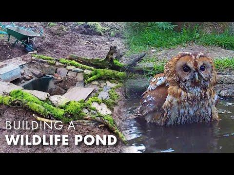 I Built a Wildlife Pond... and so Many Animals Came! | Robert E Fuller #Video