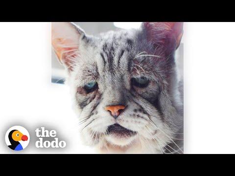 Grumpy Old Looking Cat Just Wants To Play Like A Kitten #Video