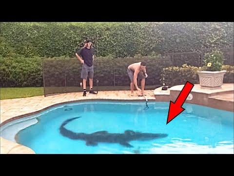When They Found an Alligator in the Pool, They Couldn’t Believe Their Eyes