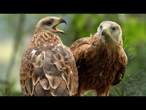 Red Kite Chicks Prepare for Life in the Wild | Robert E Fuller #Video